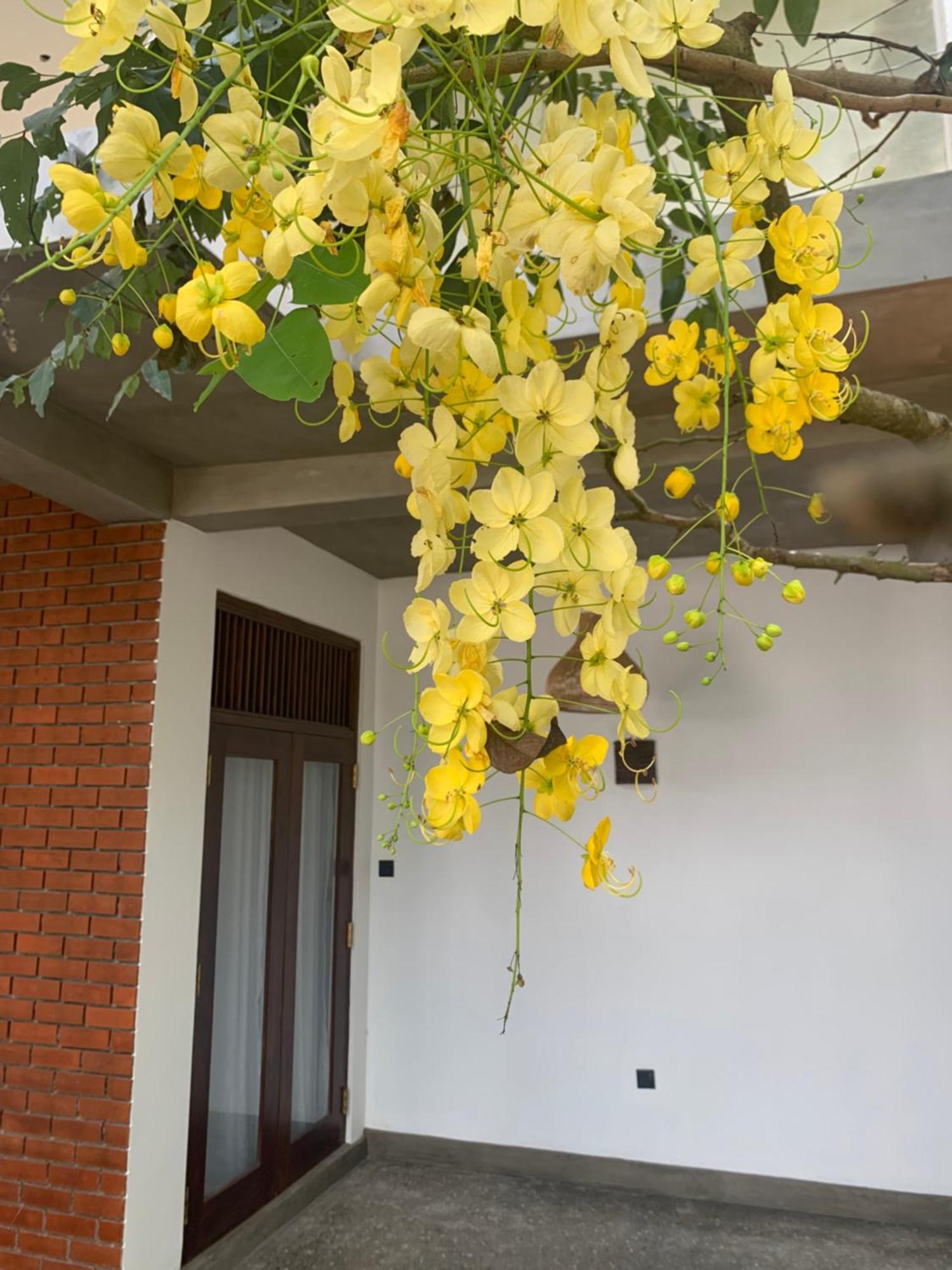 Thaproo Bay Hiriketiya Bed & Breakfast Dikwella Ngoại thất bức ảnh