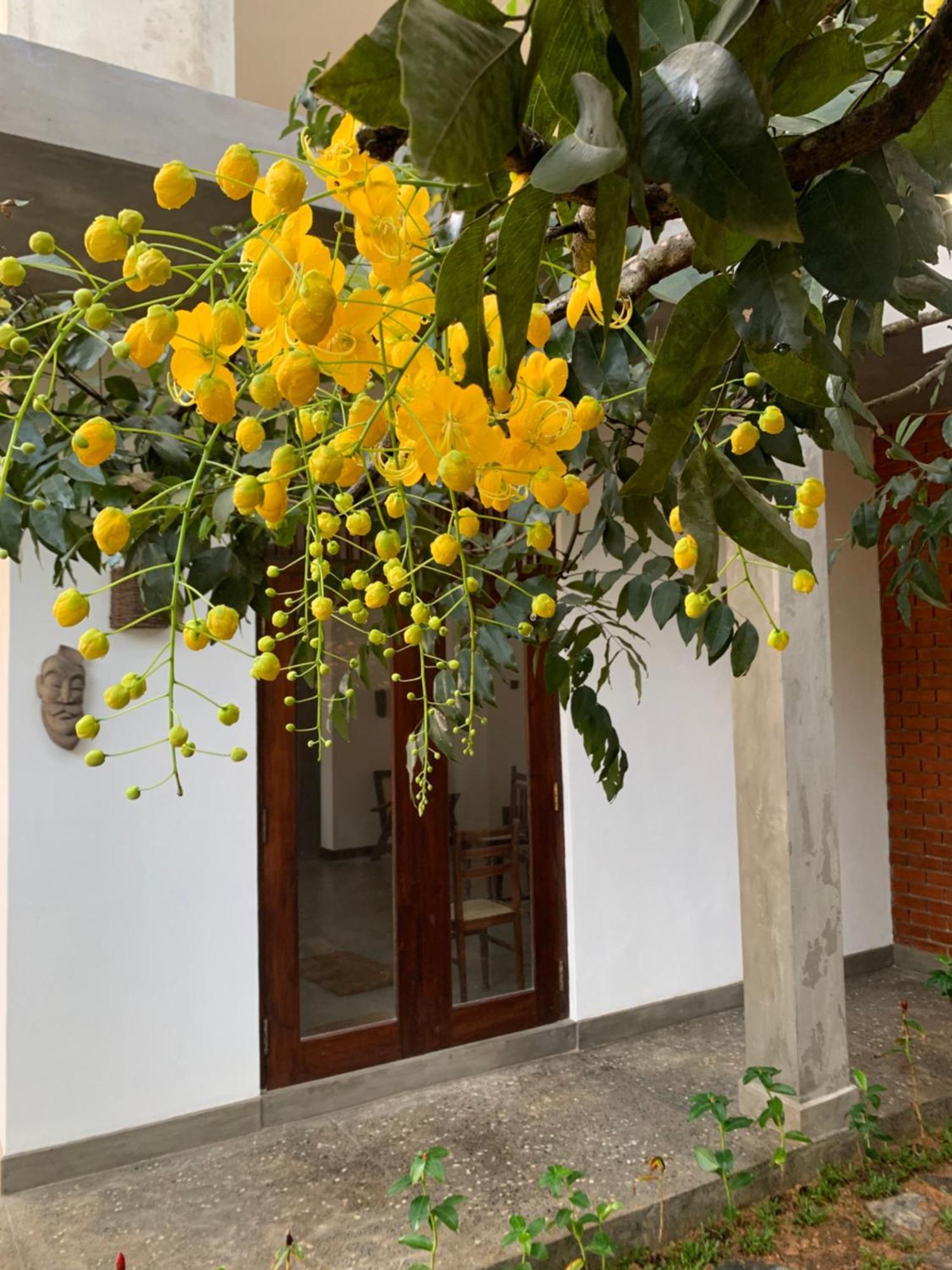 Thaproo Bay Hiriketiya Bed & Breakfast Dikwella Ngoại thất bức ảnh